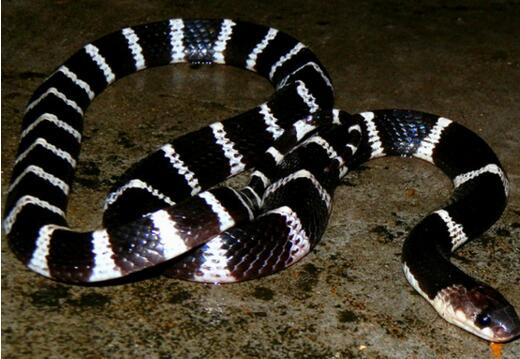 争议!西班牙人16分钟染红 7红冠绝西甲 恒久垫底原因找到了_星空体育官网(图2) xingkong体育官网登录