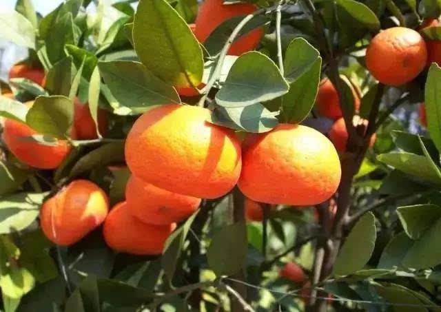 皇马自认老大向佛爷要求:我年薪要永远比贝尔多1欧!【xingkong.com】(图2) 星空官网登录