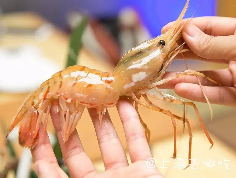 “xingkong体育官网登录”皇马下赛季球衣谍照曝光佛爷圣诞送礼iPadMini(图3) 星空官网登录