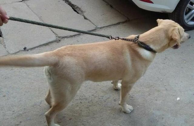 星空官网登录：黄宾虹92岁巨制卖出6267.5万元