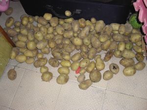 北京翰海2019春拍启幕丰富多元佳品纷呈-星空官网登录