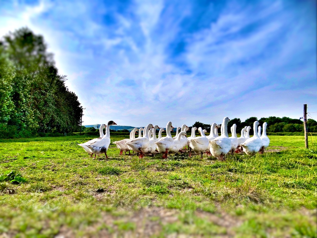 早期挂历可收藏:文革挂历价值凸现作者:未知2015-02-1008:37:12来源:苏州日报 挂历曾经一度是人们新年送-xingkong.com(图3) 星空体育官网