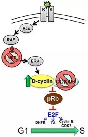 西蒙尼否认打伞侮辱裁判 马竞大将飞鞋蛋糕庆生‘xingkong体育官网登录’(图2) 星空官网登录