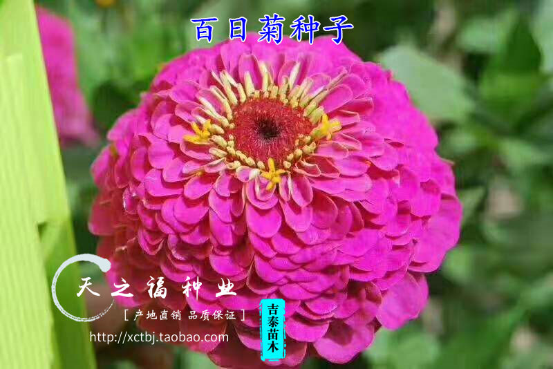 xingkong.com-爱马仕鳄鱼皮镶钻手包拍出18.5万美元最高价(图2) xingkong体育官网登录