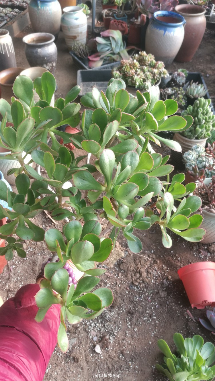 《艺术之家--数据库》之中国刀人-黄文佑-作品赏析【xingkong体育官网登录】(图1) 星空官网登录