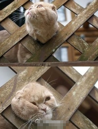 xingkong.com-马竞奇兵欲捍卫主场不失球 温格欧战250场或成最后一战？(图2)