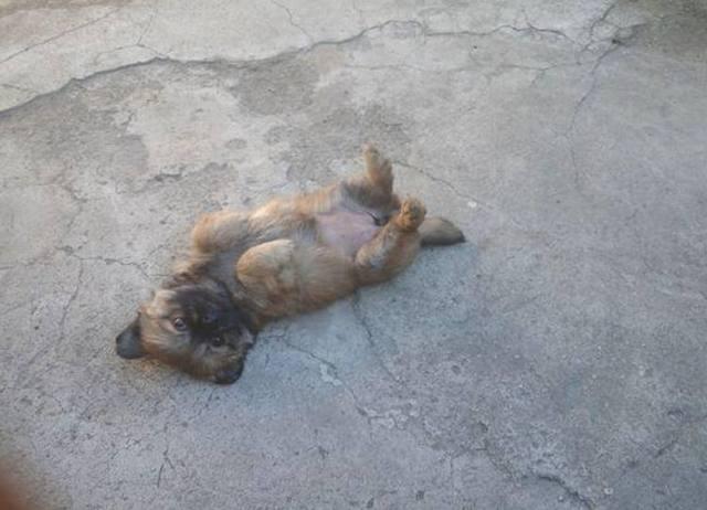 xingkong.com：郾城区龙城二中：闻雪而动保平安