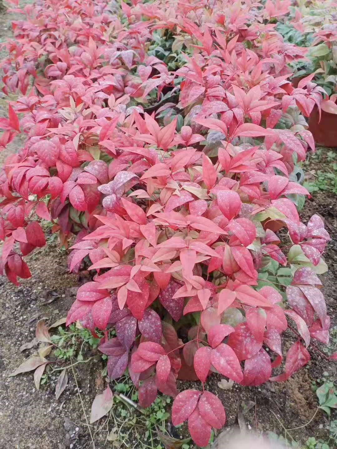 xingkong体育官网登录|曝佛爷同拉莫斯接近决裂 直指他是皇马危机罪魁