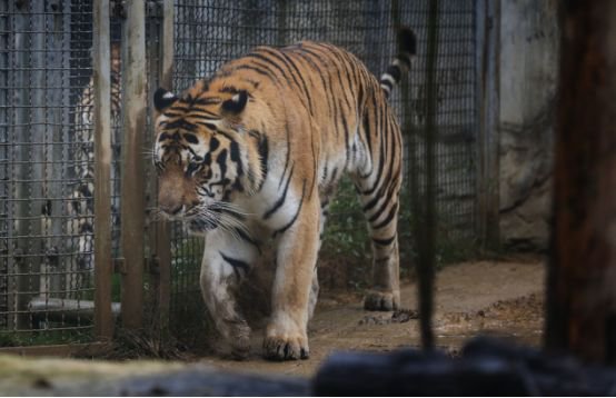 “星空官网登录”中牟县晨阳路学校开展校园及周边安全隐患大排查活动