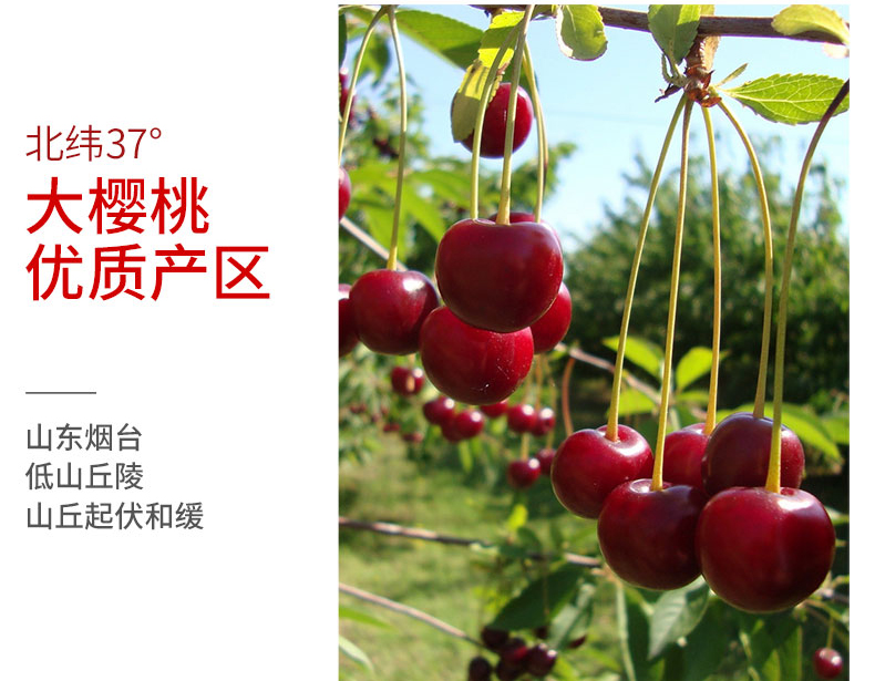 方城县古庄店镇歇马店小学举行第一届冬季运动会-xingkong体育官网登录(图4) 星空体育官网